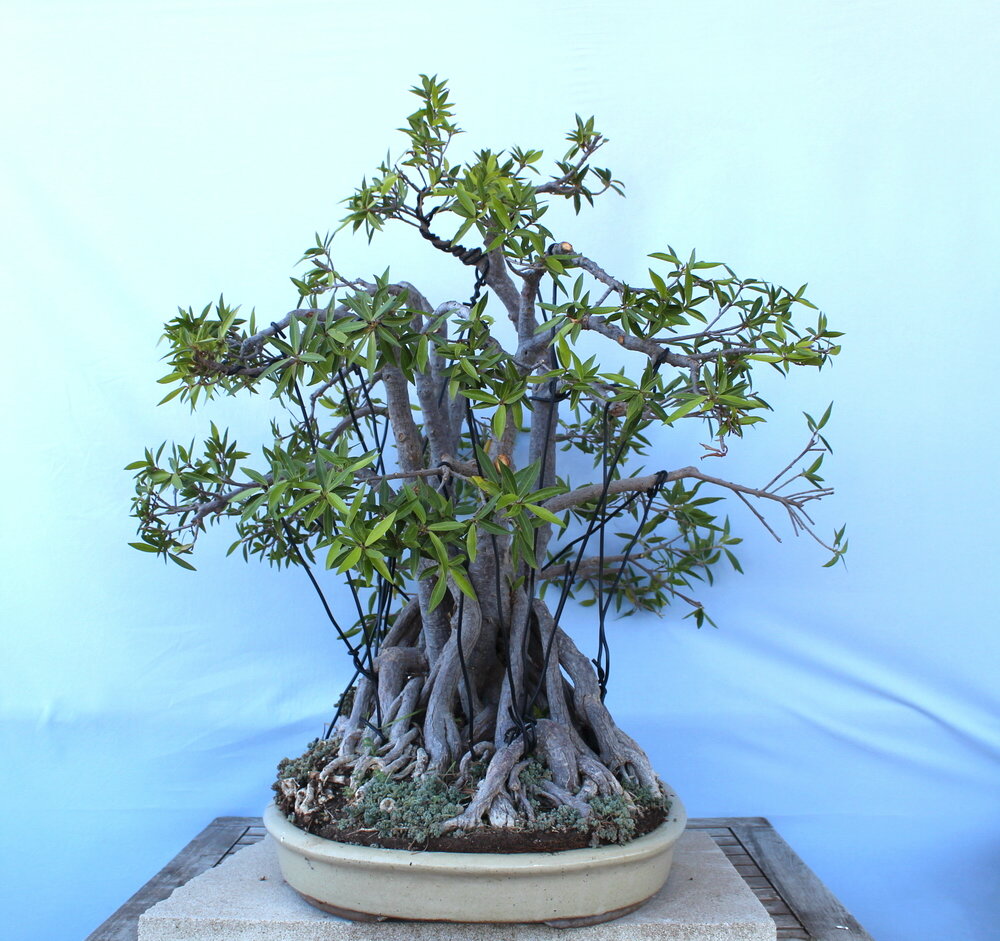 Ficus Nerifolia