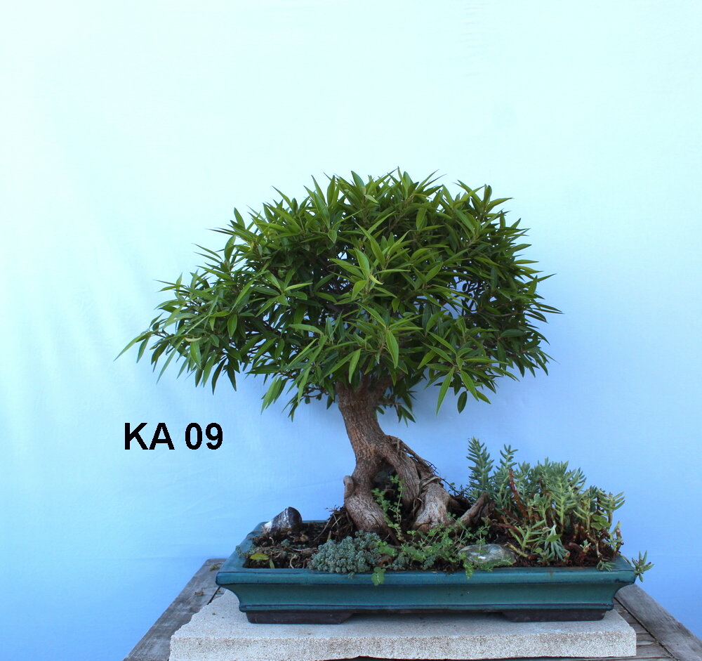 Ficus Nerifolia