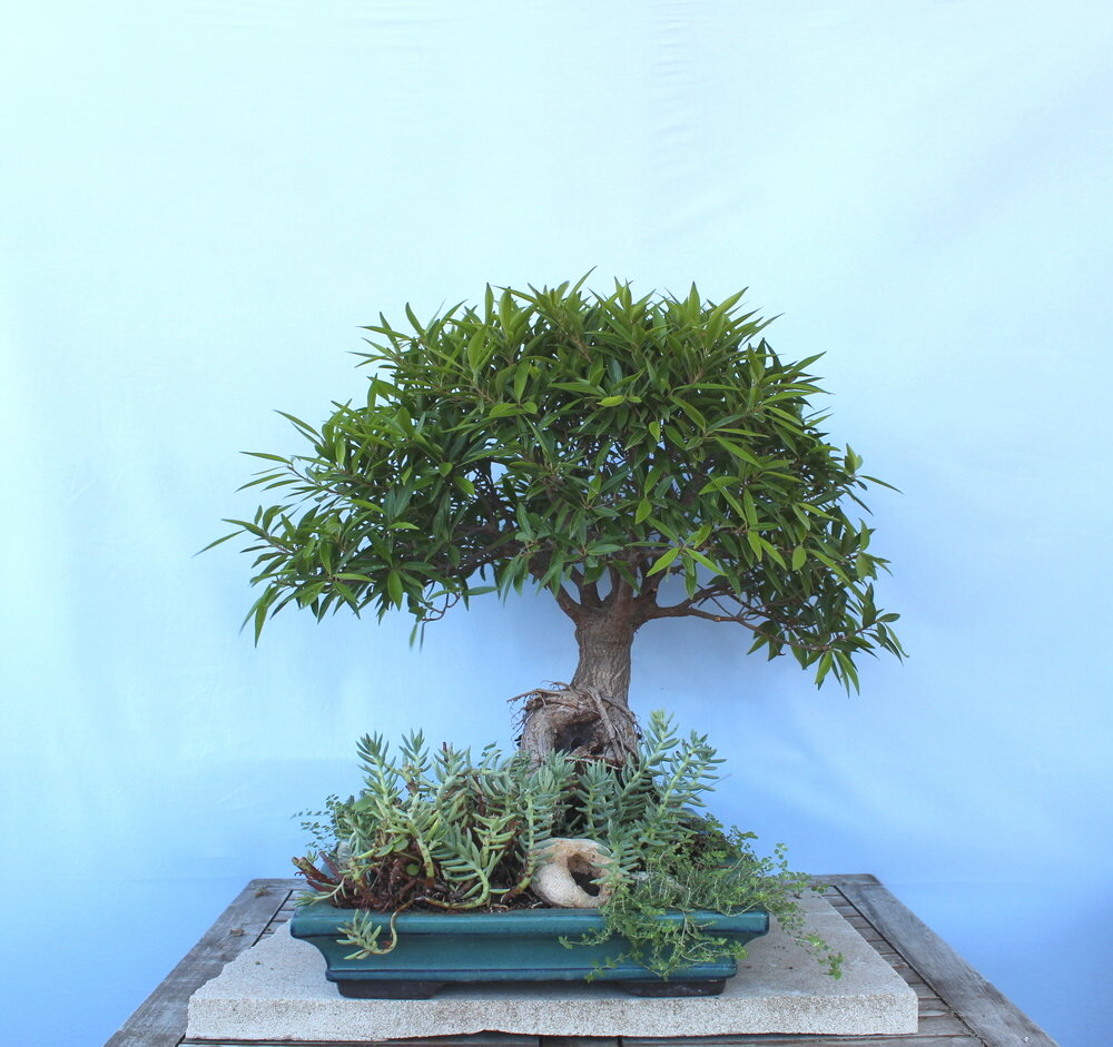 Ficus Nerifolia