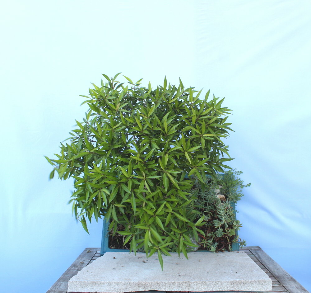 Ficus Nerifolia