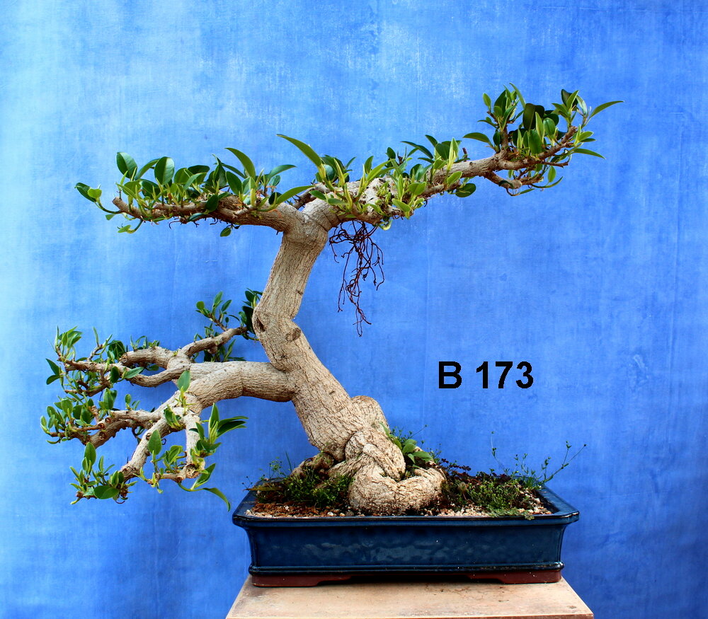 Ficus Retusa