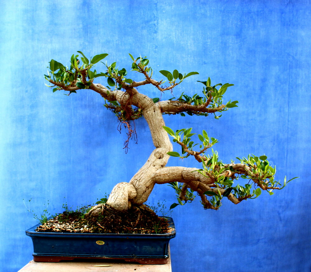 Ficus Retusa