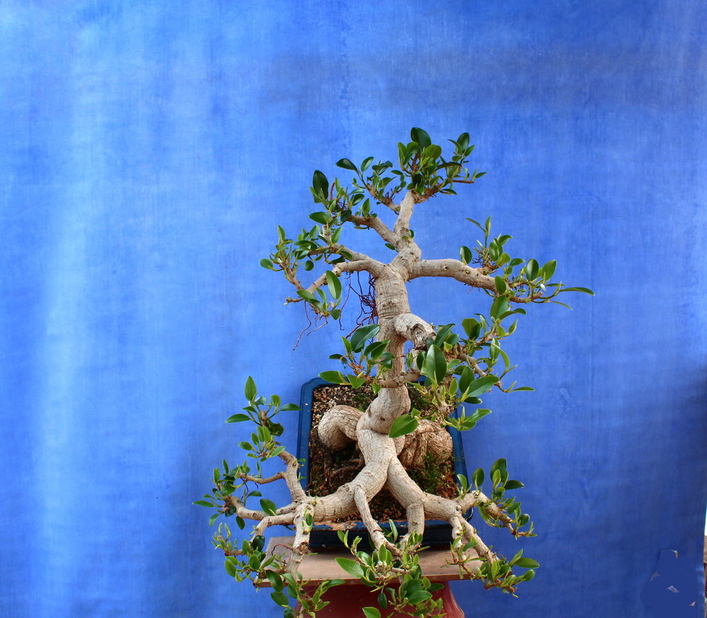 Ficus Retusa