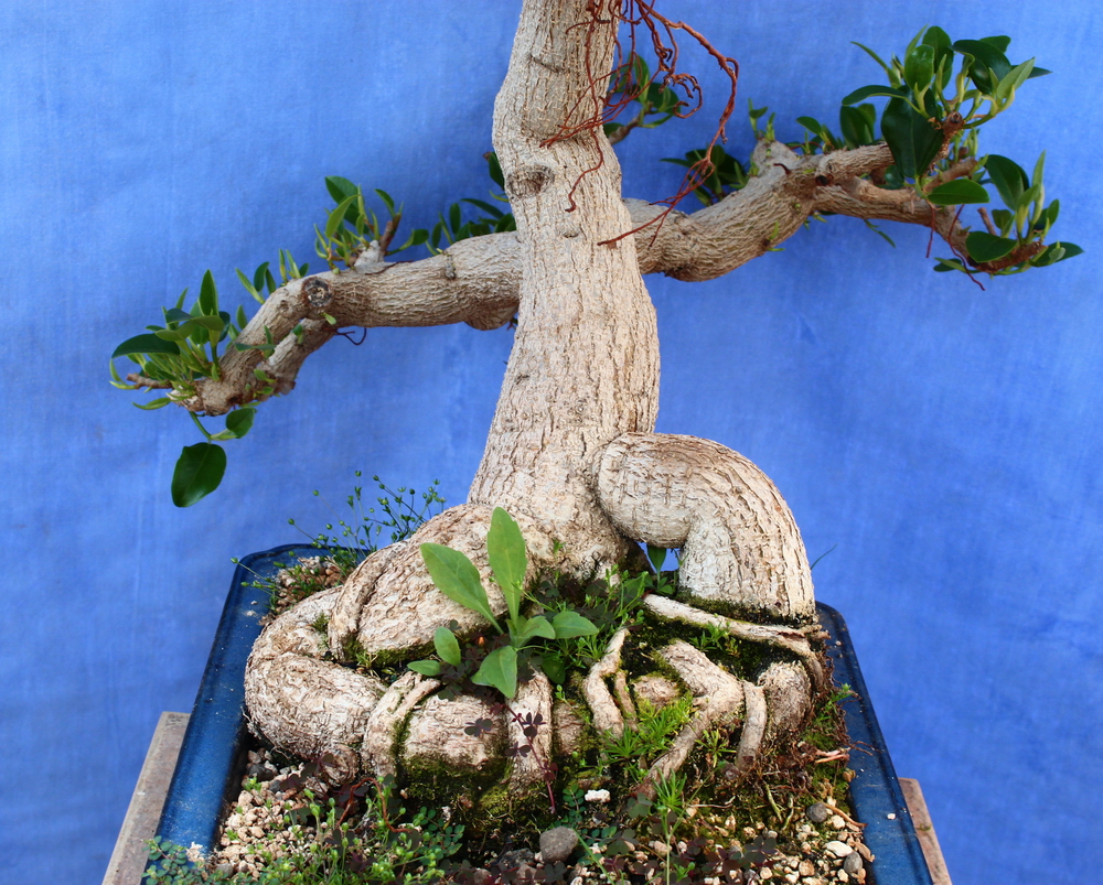 Ficus Retusa