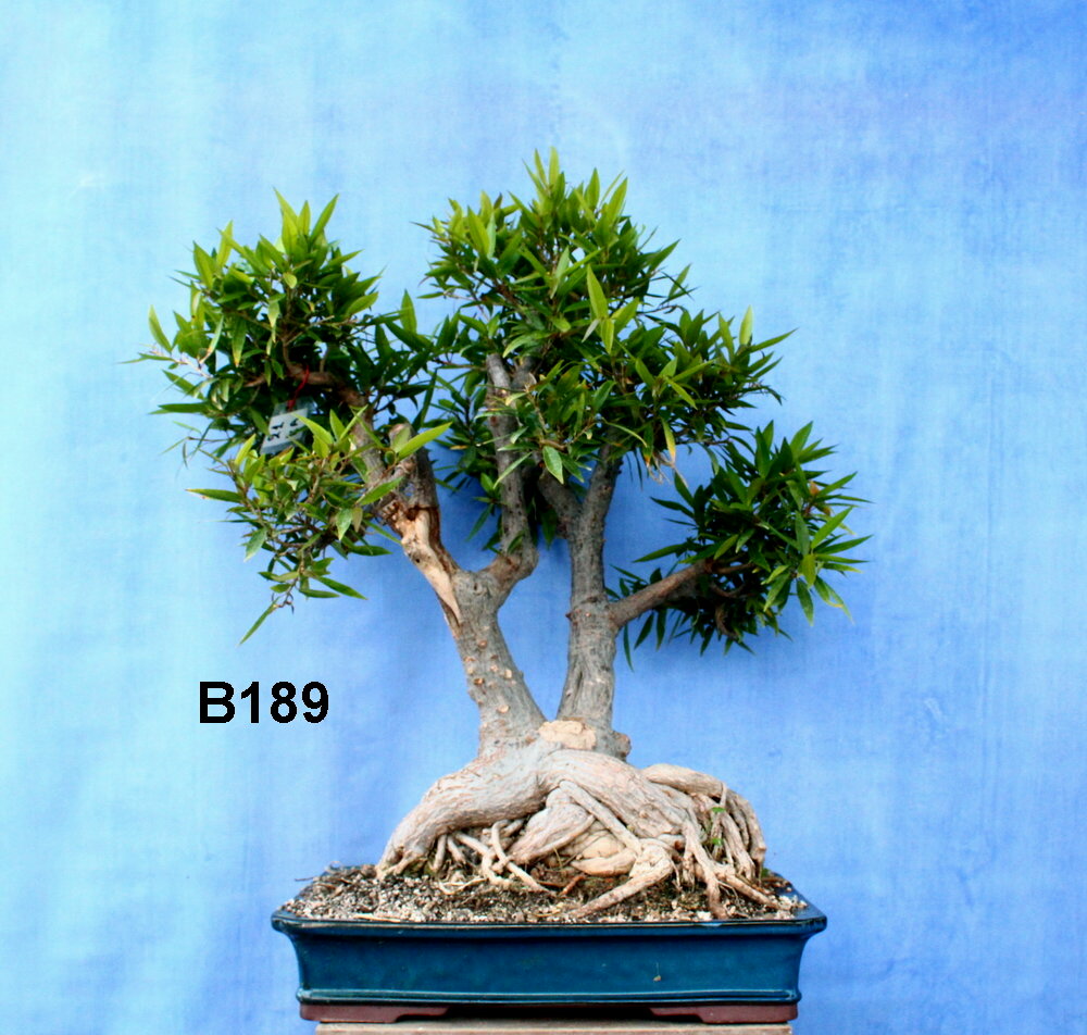 Ficus Nerifolia