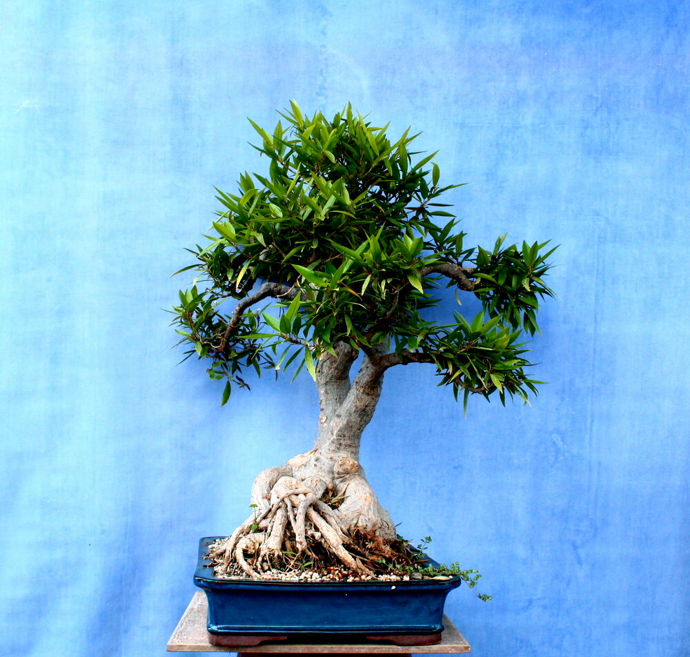 Ficus Nerifolia