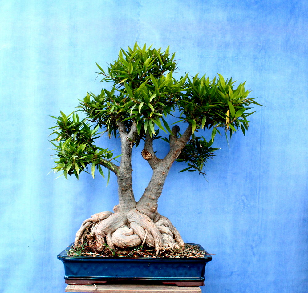 Ficus Nerifolia