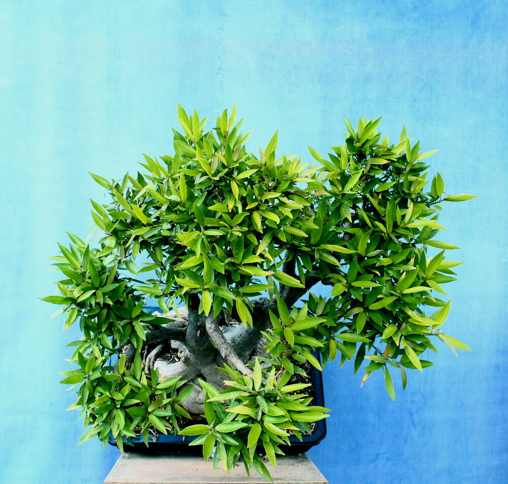 Ficus Nerifolia