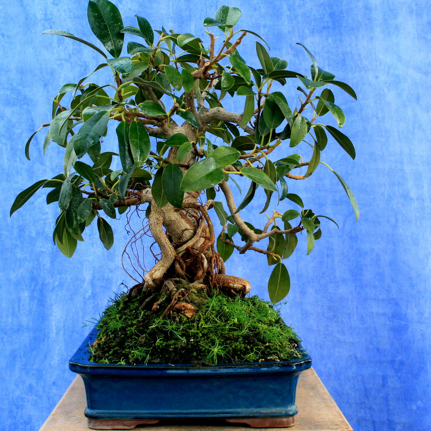 Ficus Retusa