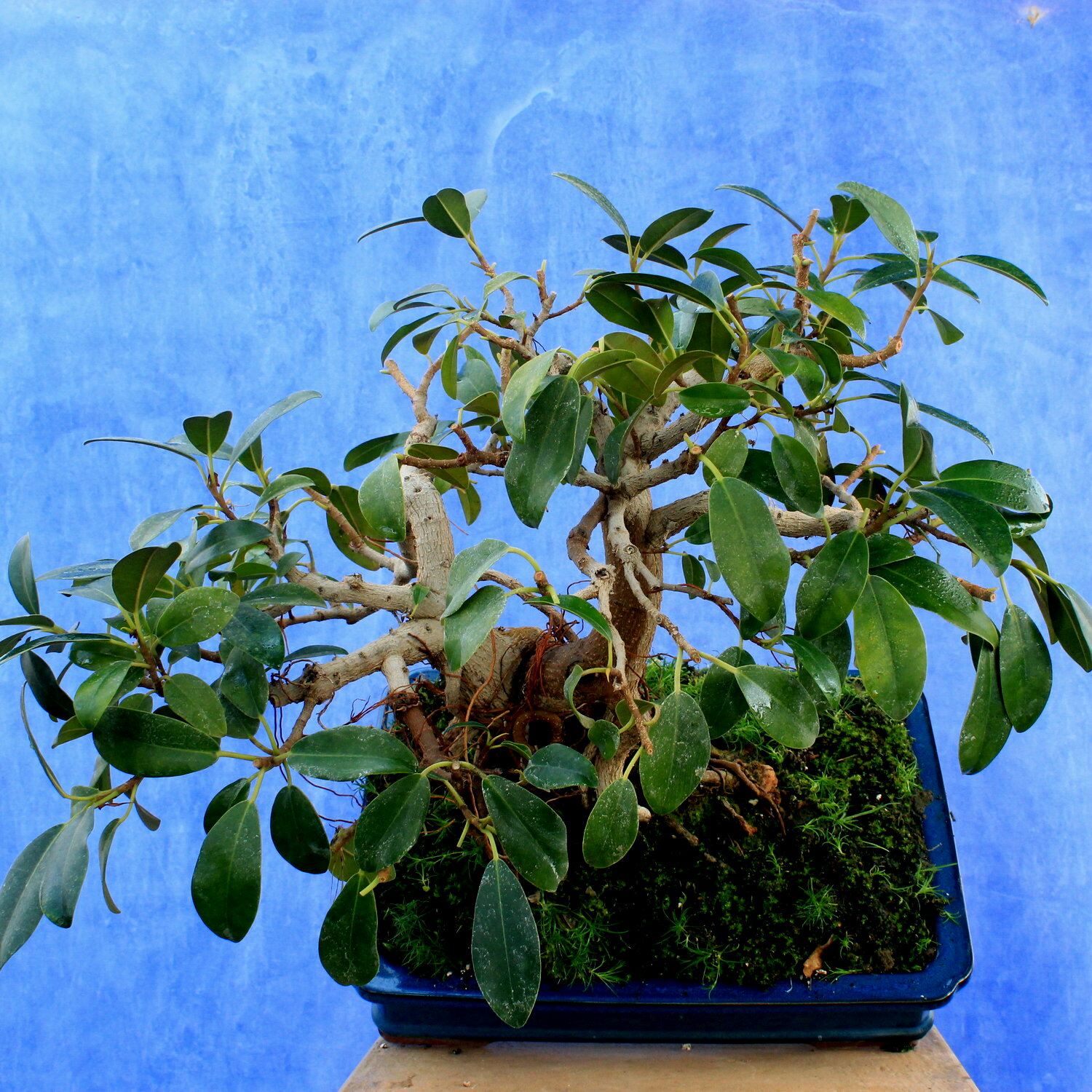 Ficus Retusa