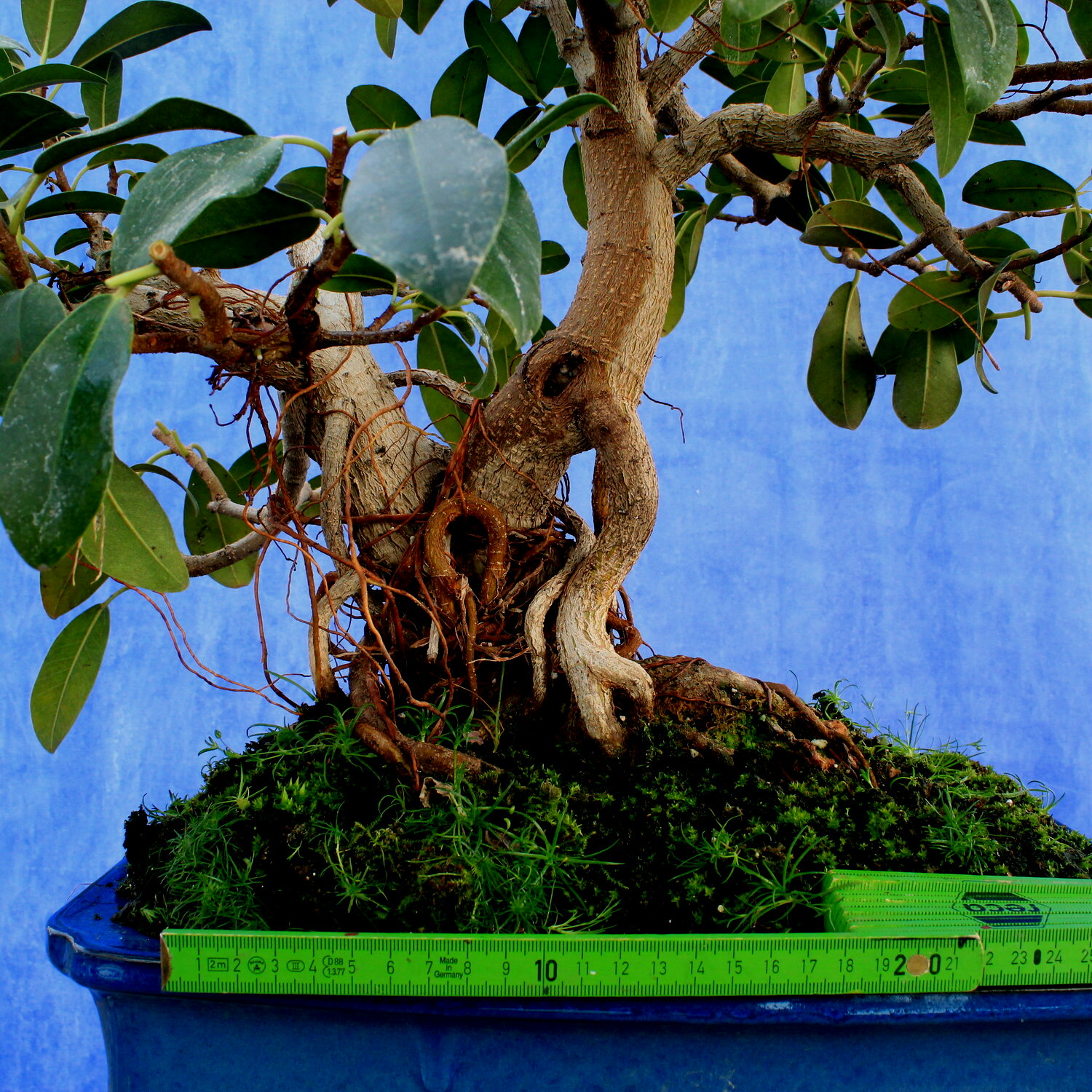 Ficus Retusa