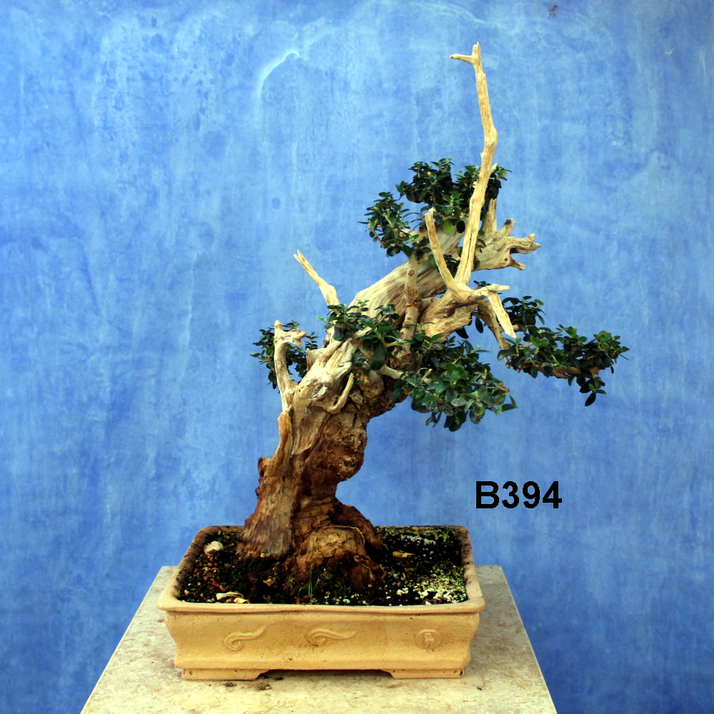 Wilde Olive