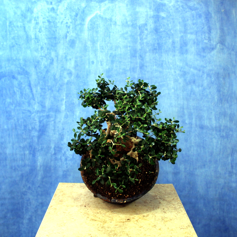 Wild Olive