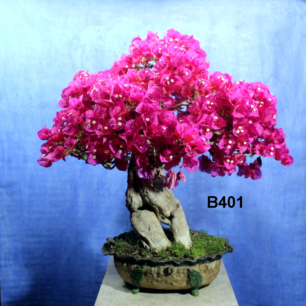 Bougainvillea