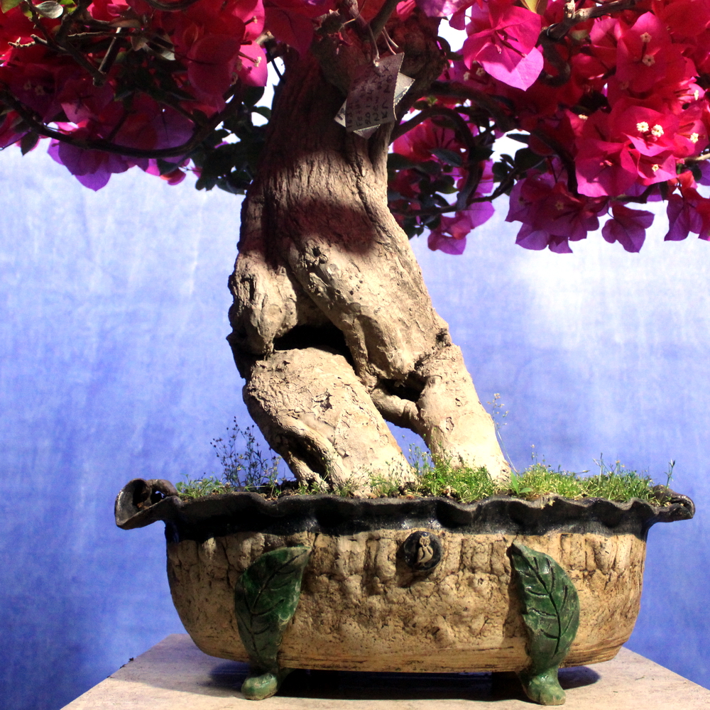 Bougainvillea