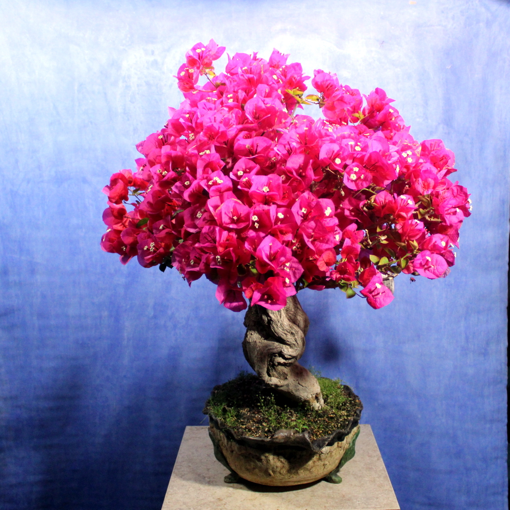 Bougainvillea