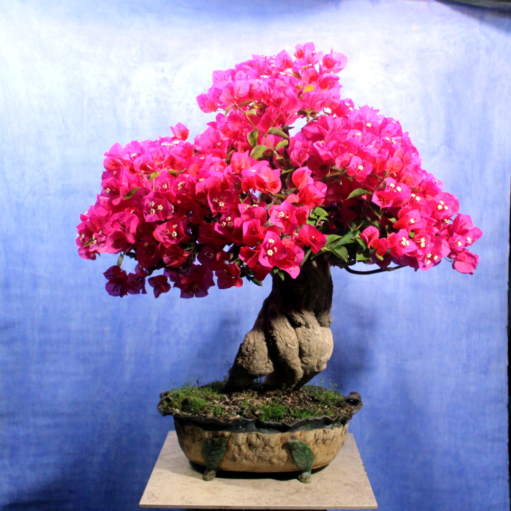 Bougainvillea