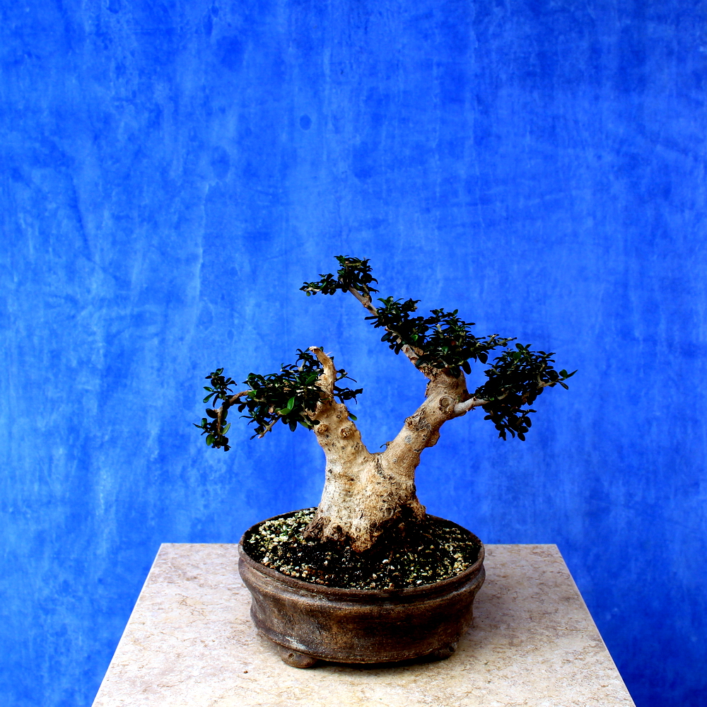 Wild Olive