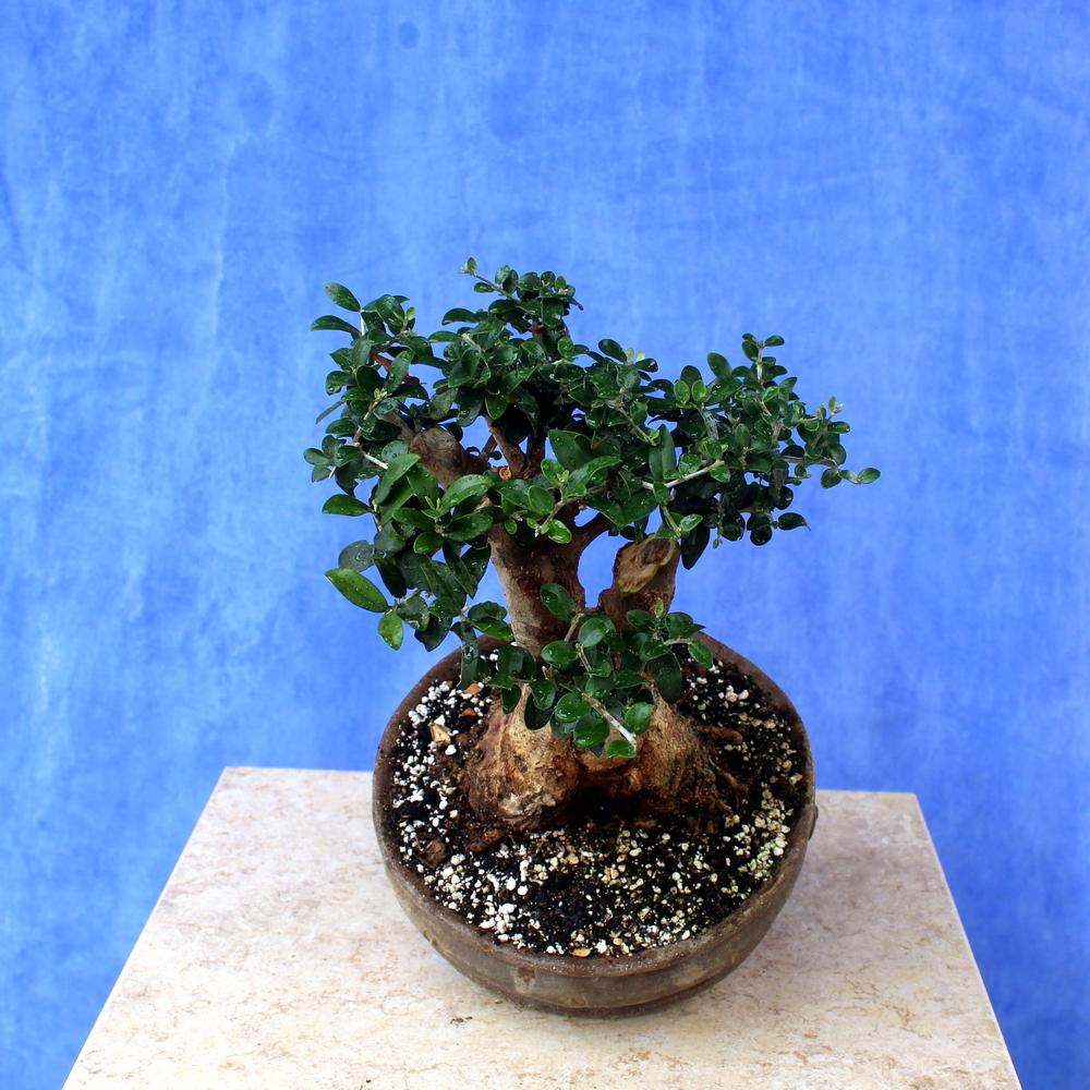 Wild Olive