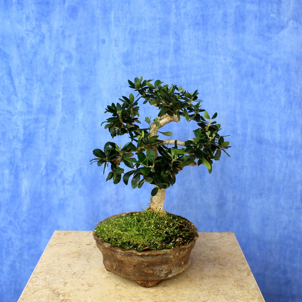 Wild Olive