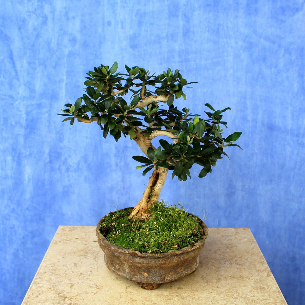 Wild Olive