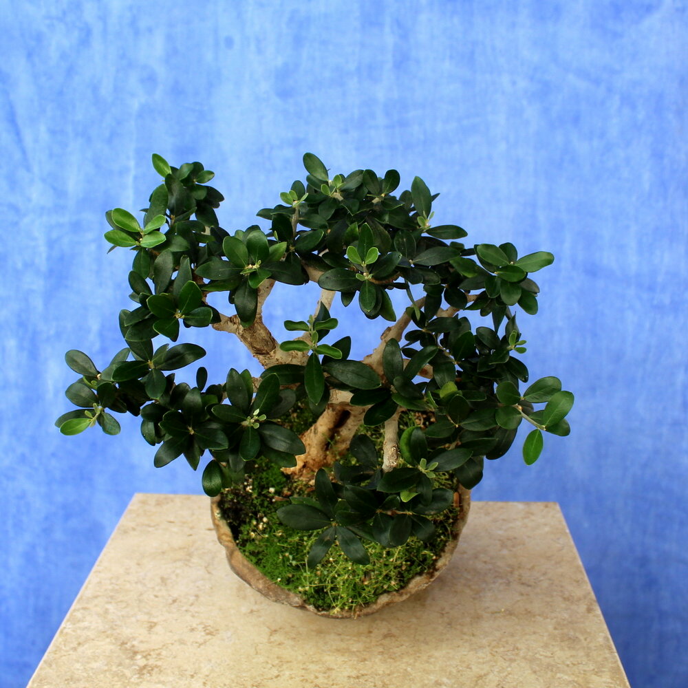 Wild Olive