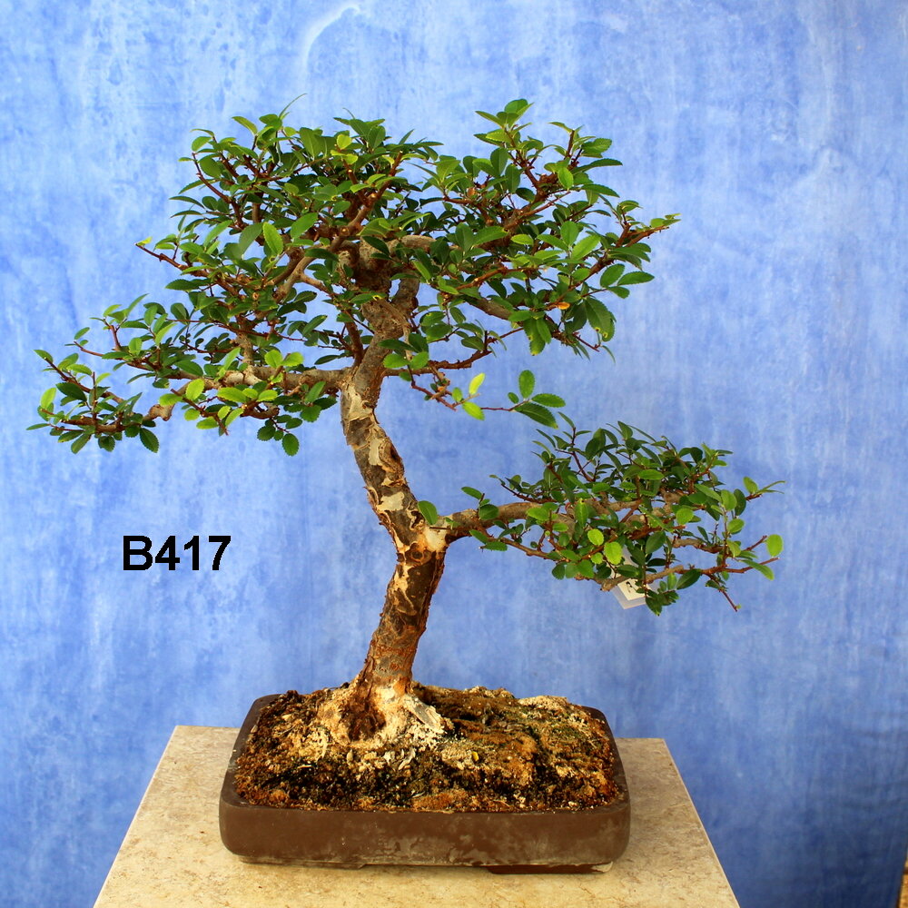 Ulmus