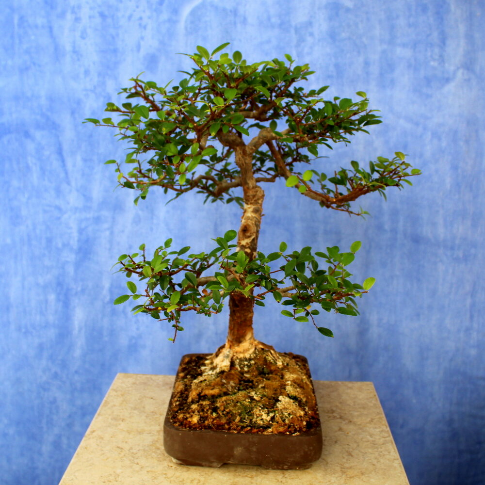 Ulmus