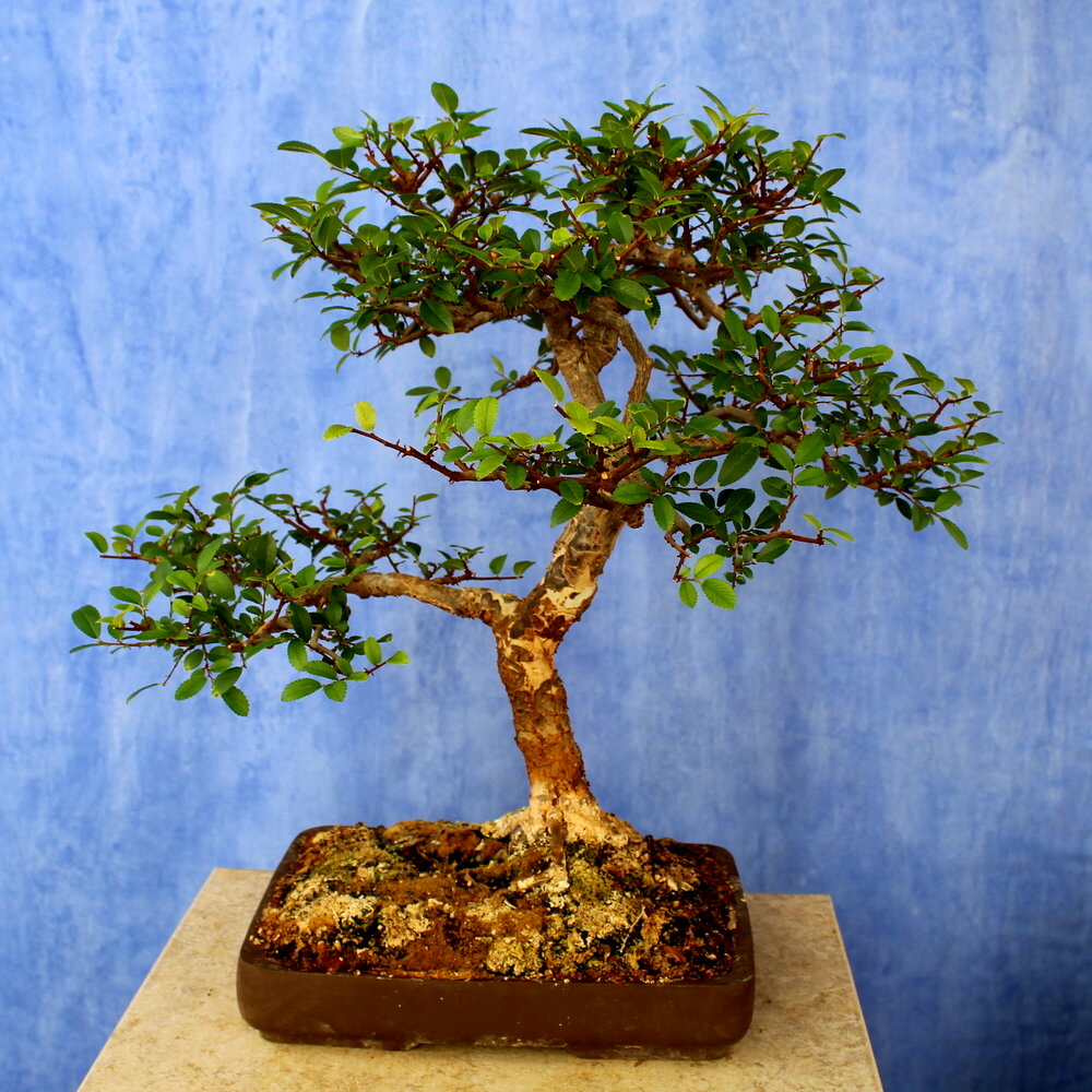 Ulmus