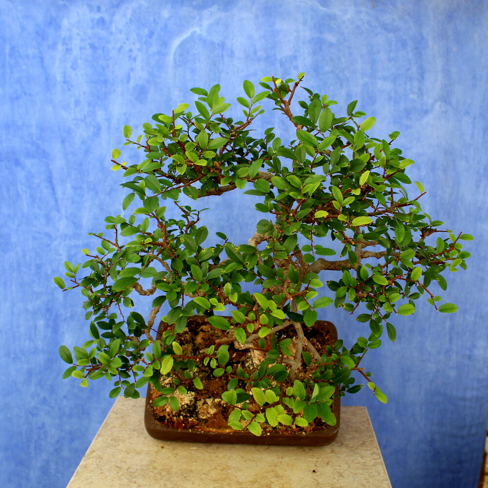 Ulmus