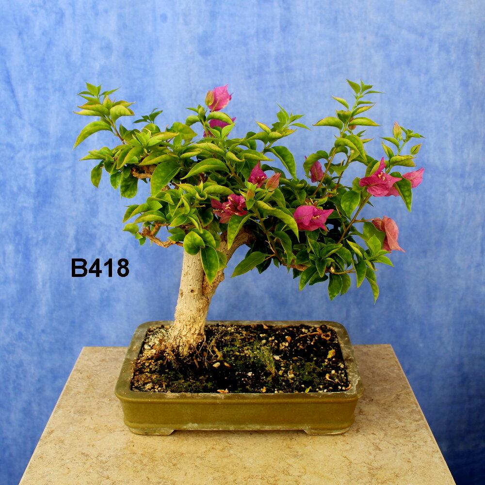 Bougainvillea