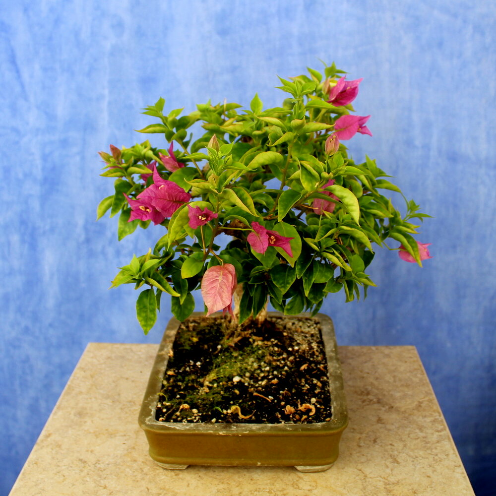 Bougainvillea