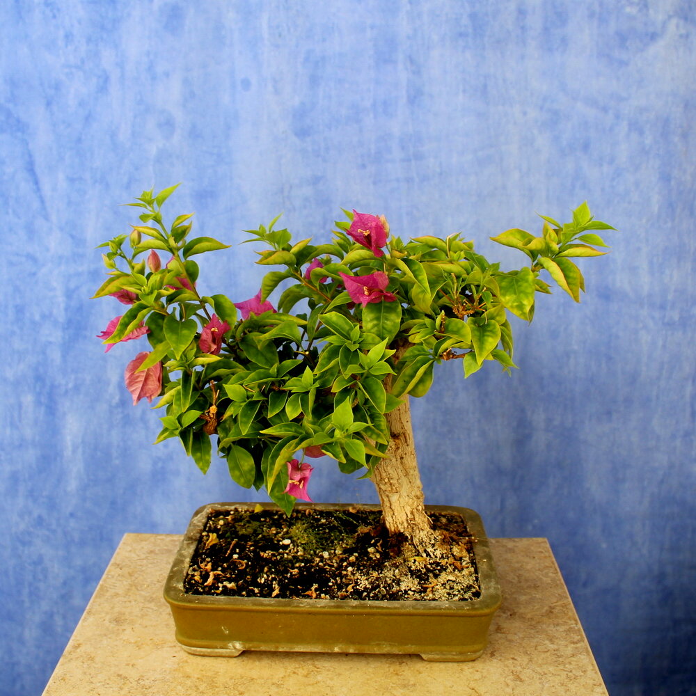 Bougainvillea
