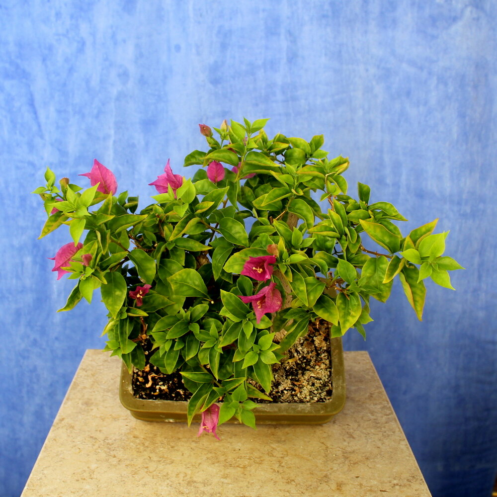 Bougainvillea