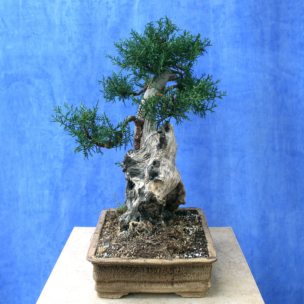 Cypress