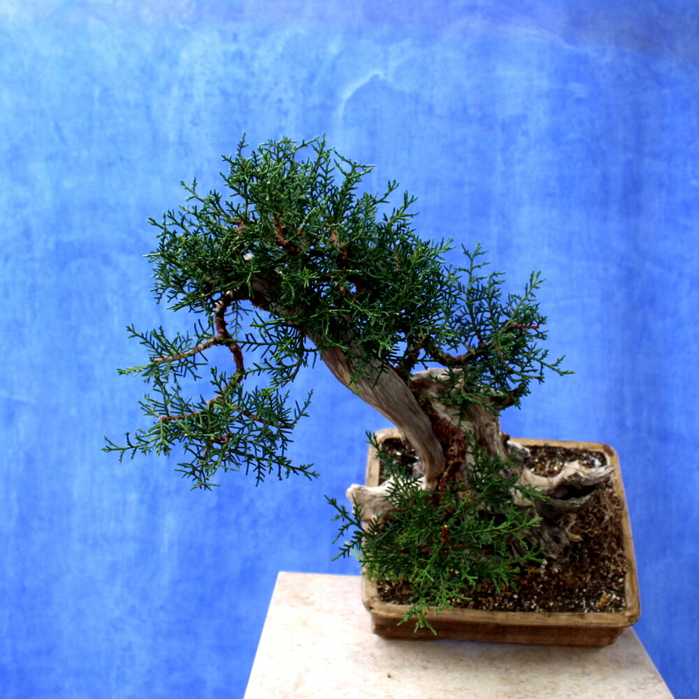 Cypress