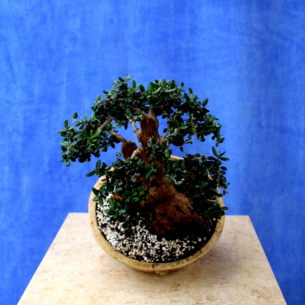 Wild Olive