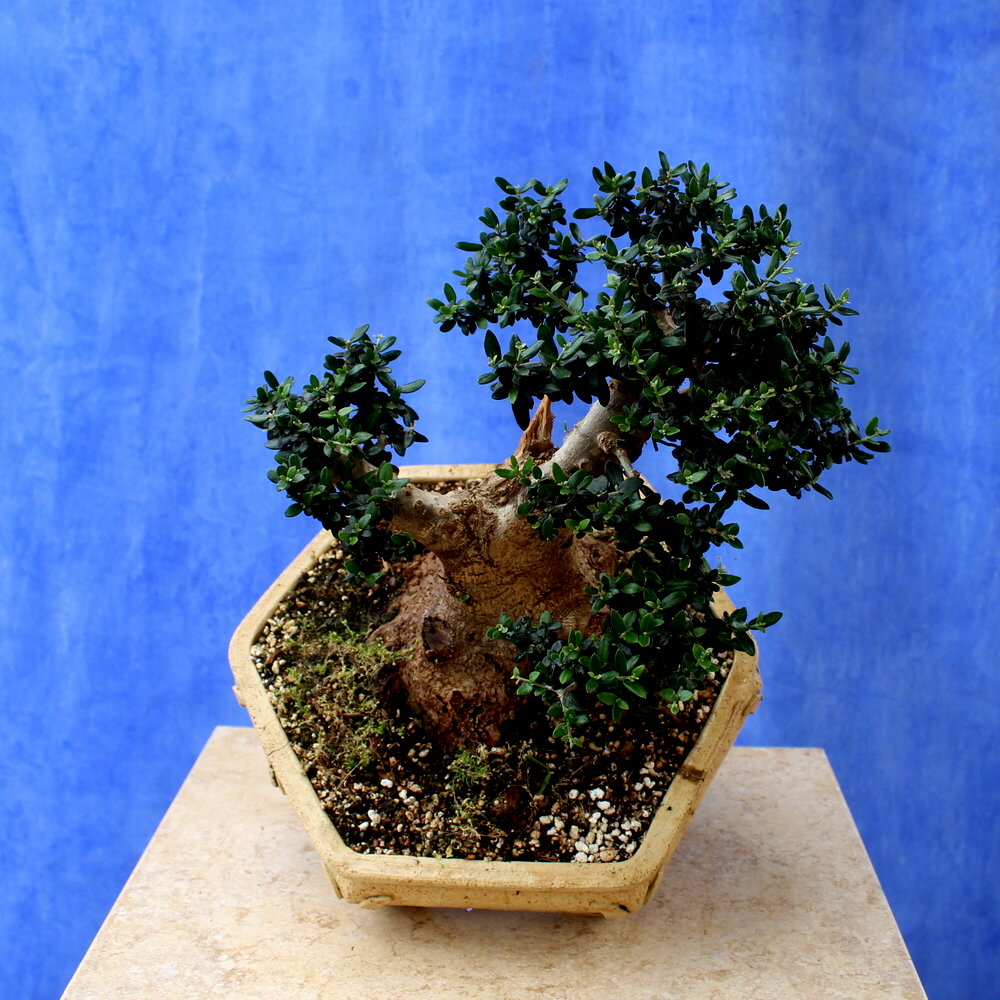 Wild Olive