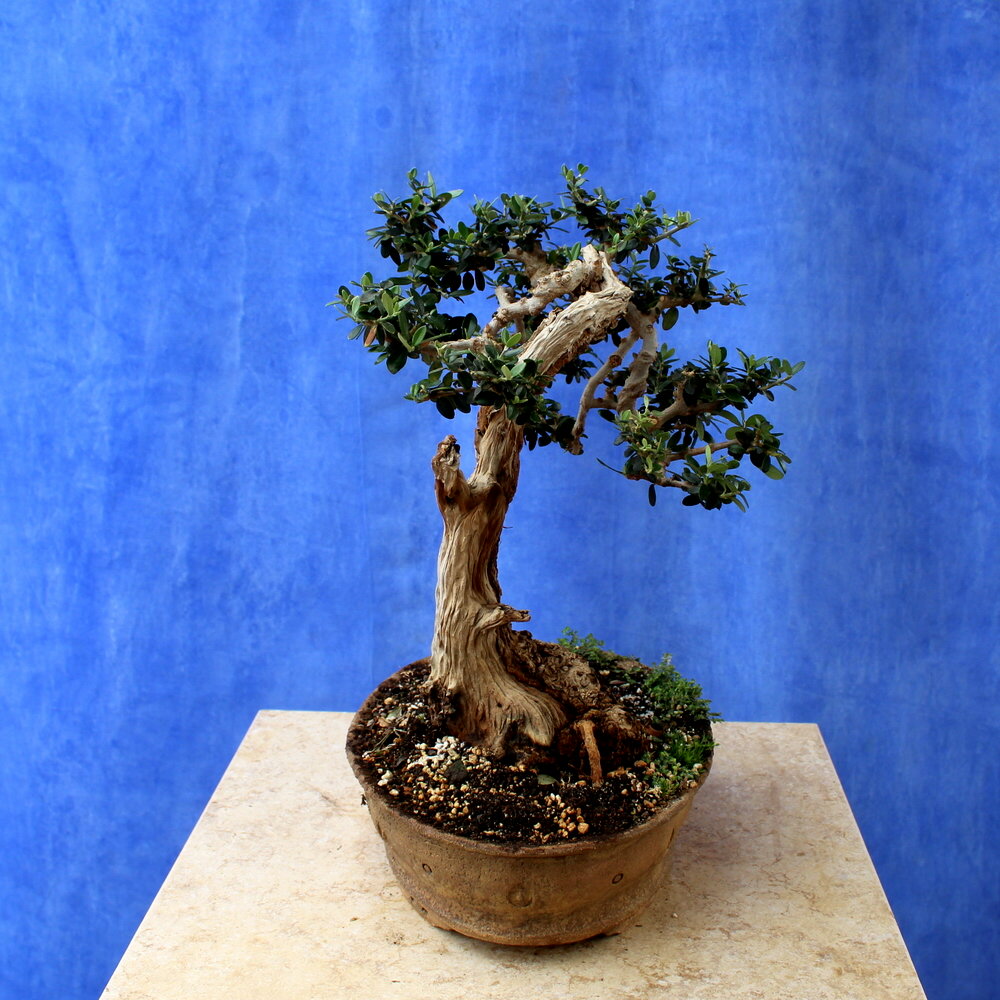Wild Olive
