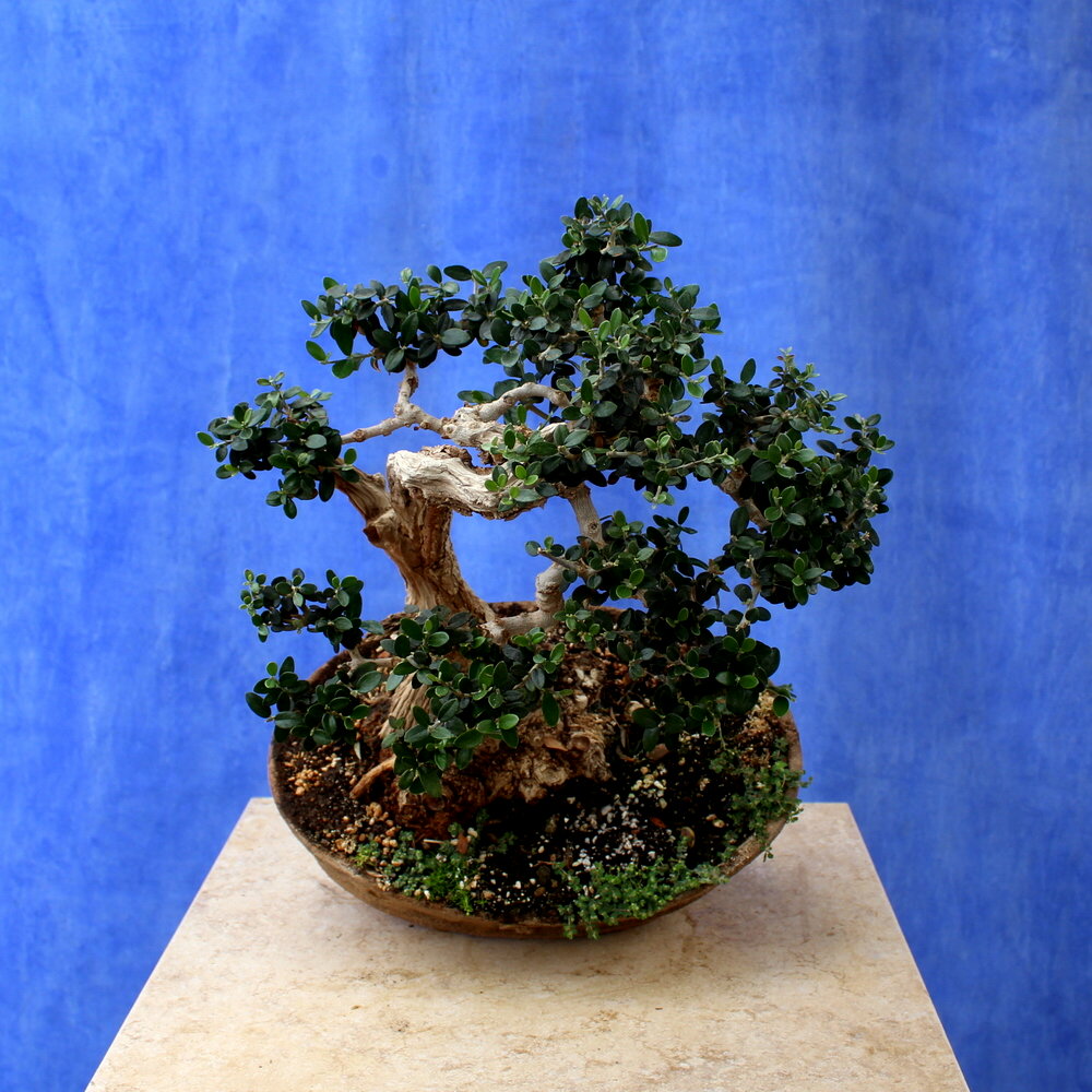 Wild Olive