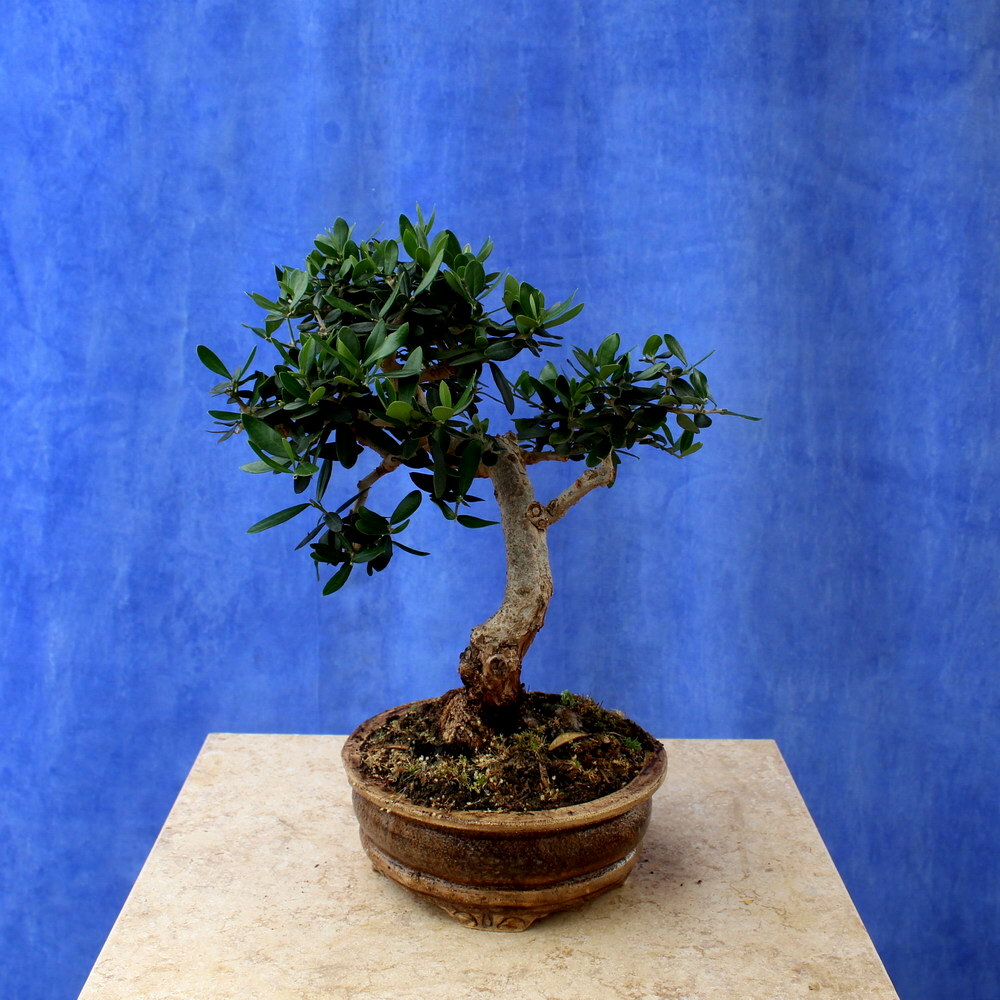 Wild Olive