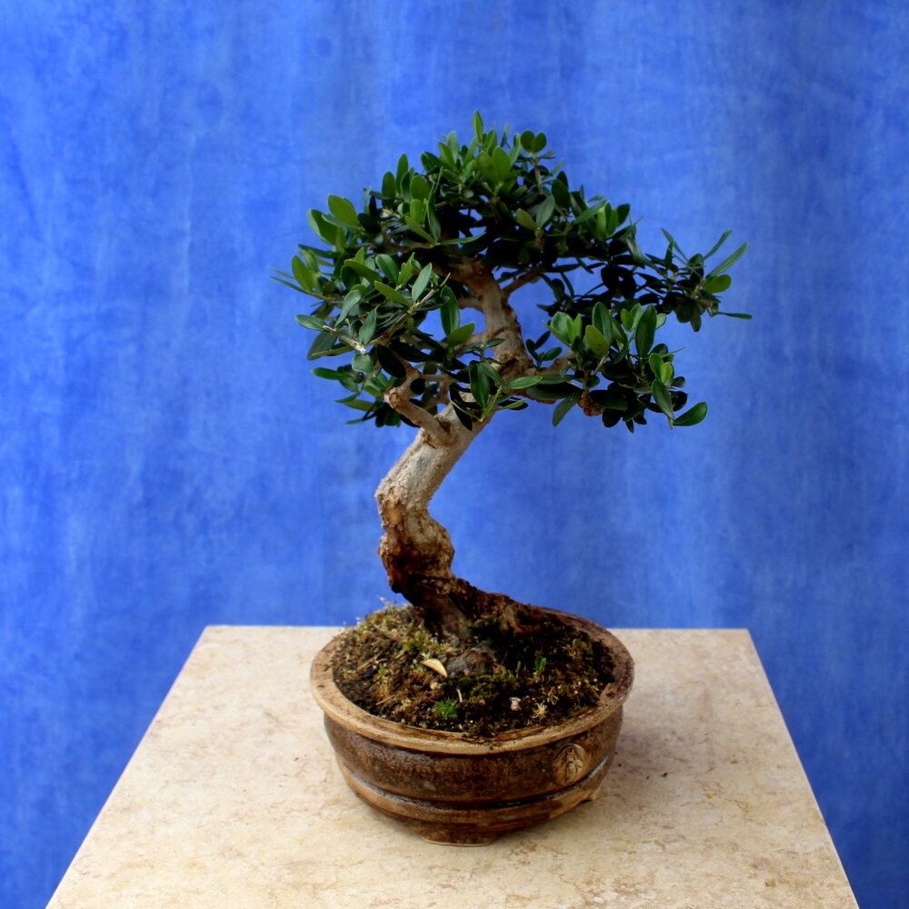 Wild Olive