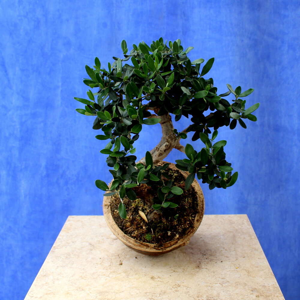 Wild Olive