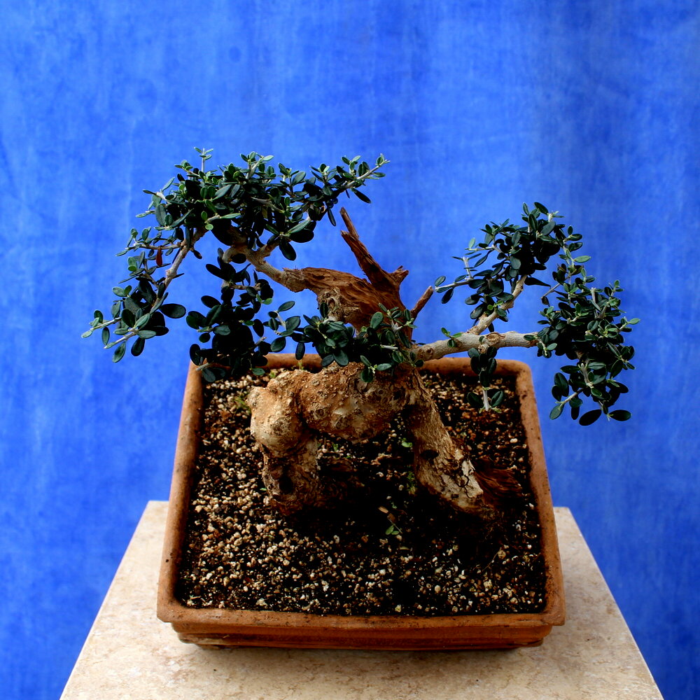 Wild Olive
