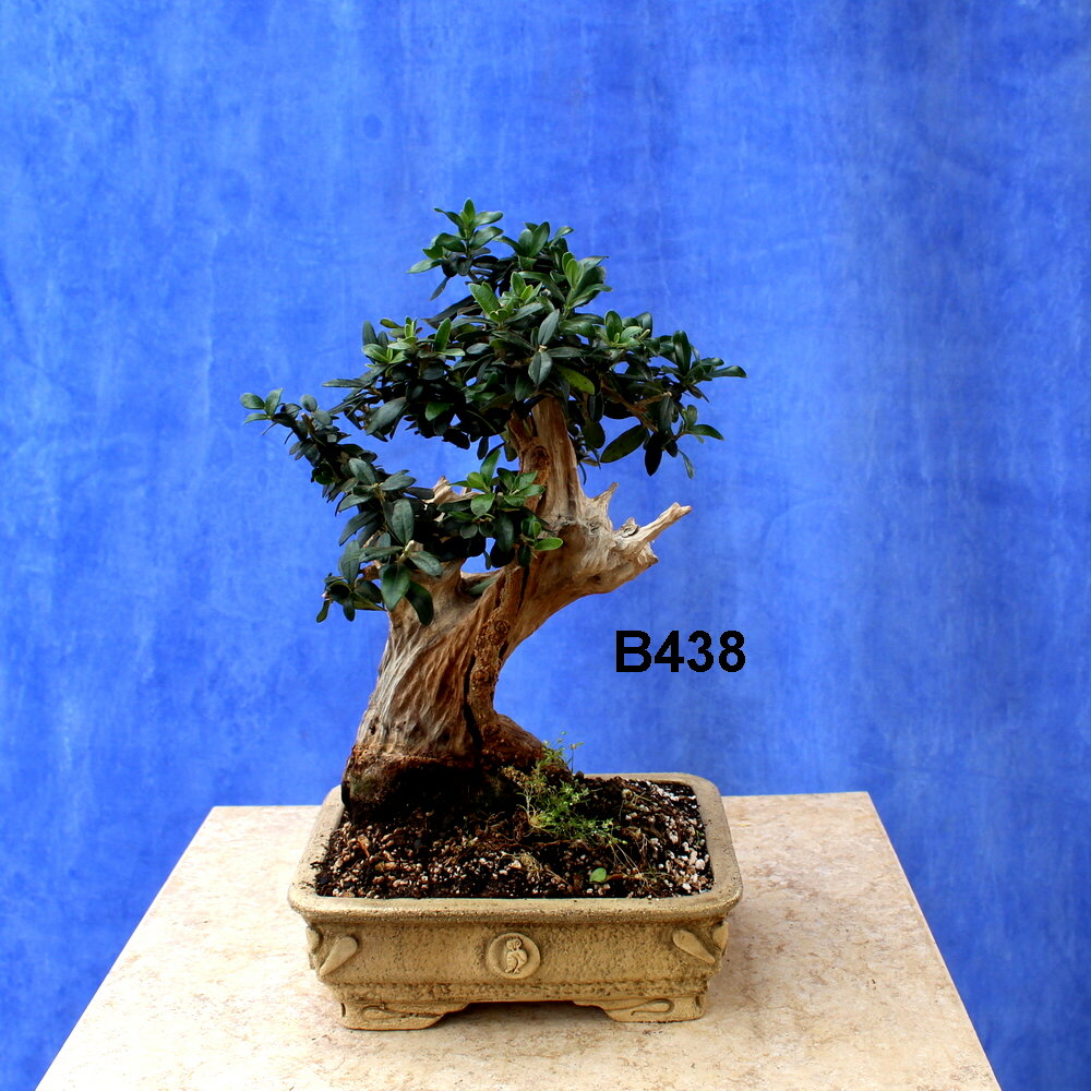 Wilde Olive