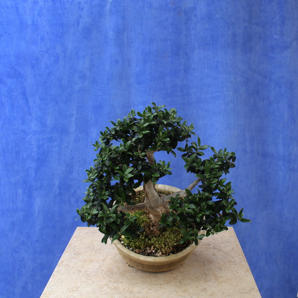 Wild Olive