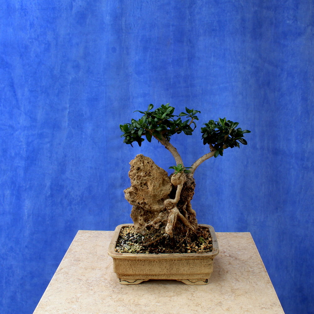 Wild Olive on stone