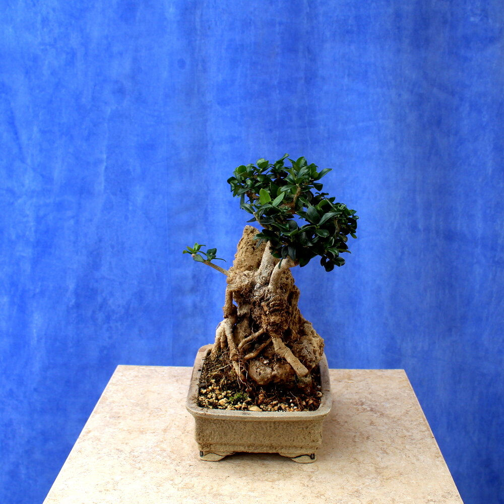 Wild Olive on stone
