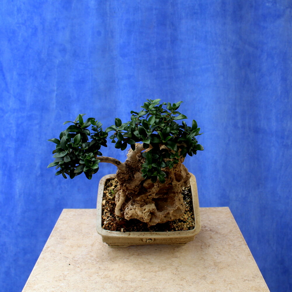 Wild Olive on stone