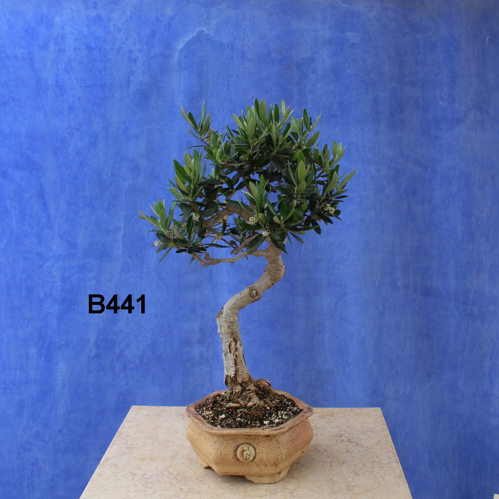 Wilde Olive